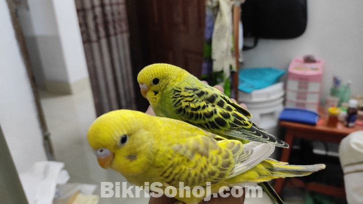 বাজরিগার পাখি